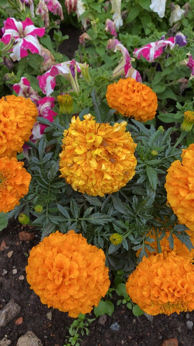 Я очень люблю запах этих цветов