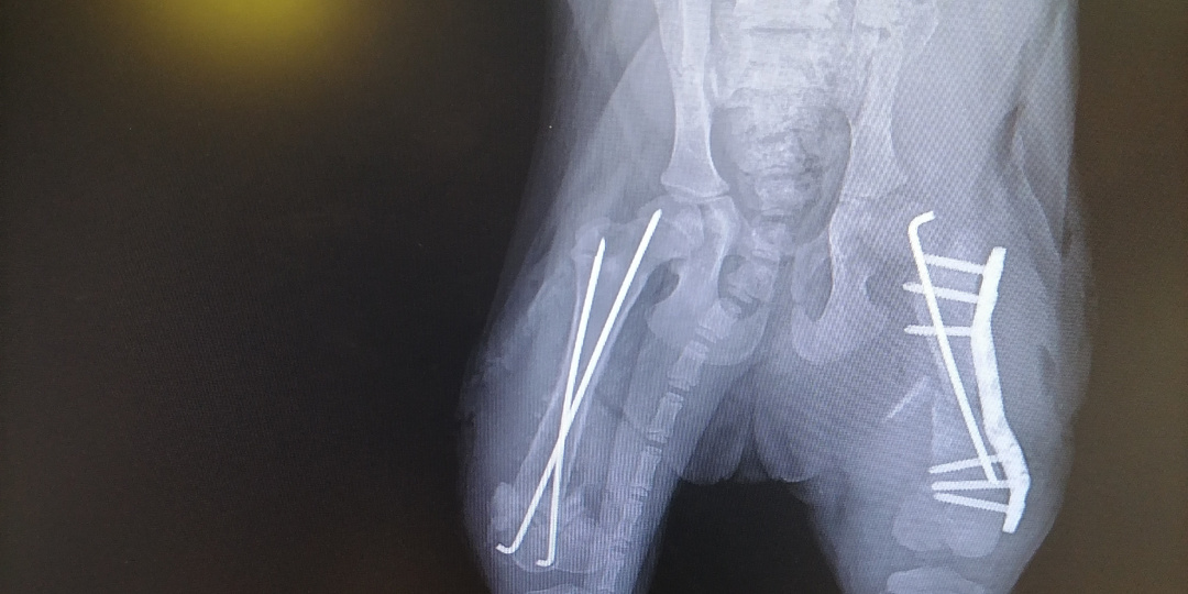 Мои подопечные