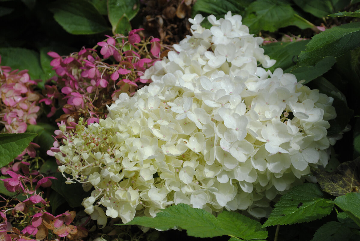 Гортензия метельчатая