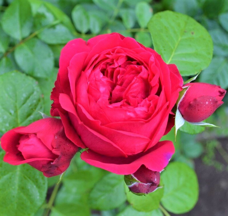Вот так выглядит сорт Red Eden Rose на некоторых картинках из интернета. 