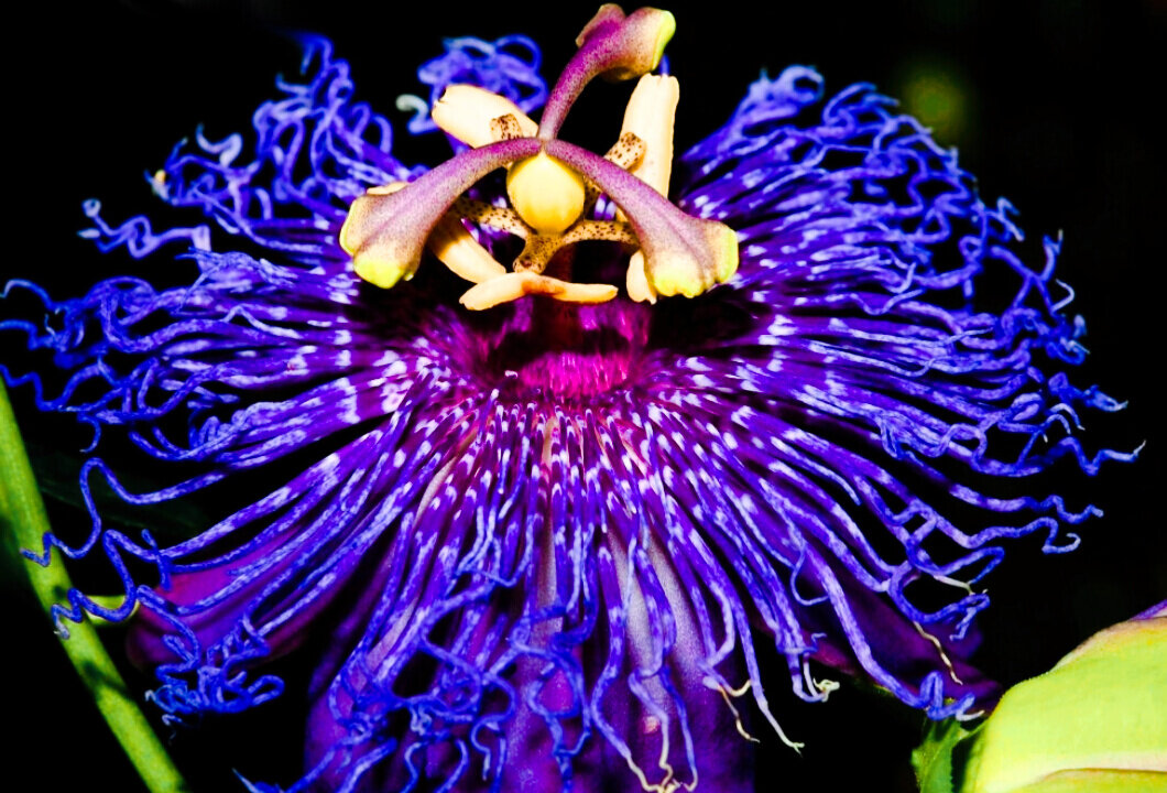 такка шантрье. цветок дикая пассифлора голубая. красивые экзотические цветы. такка цельнолистная. сон необычный цветок.