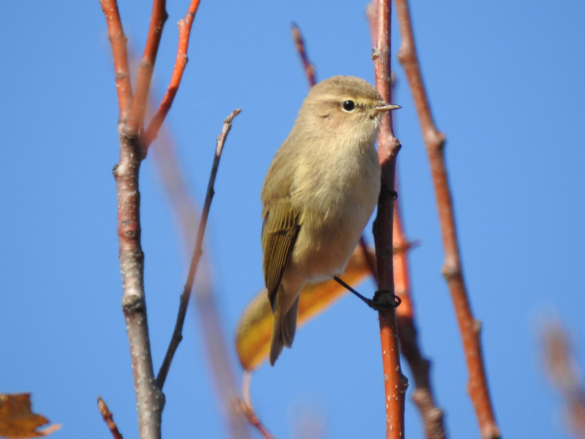 Пеночка-теньковка, 24 сентября 2021 года, фото автора