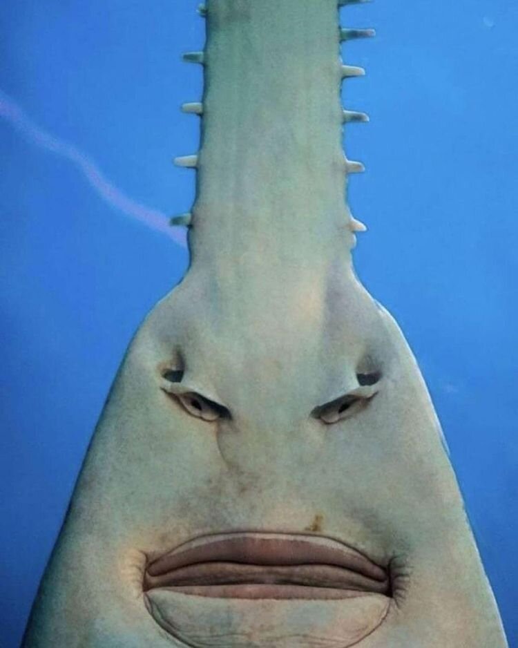 Источник: https://www.reddit.com/r/interestingasfuck/comments/o9j45z/the_underside_of_a_sawfish/