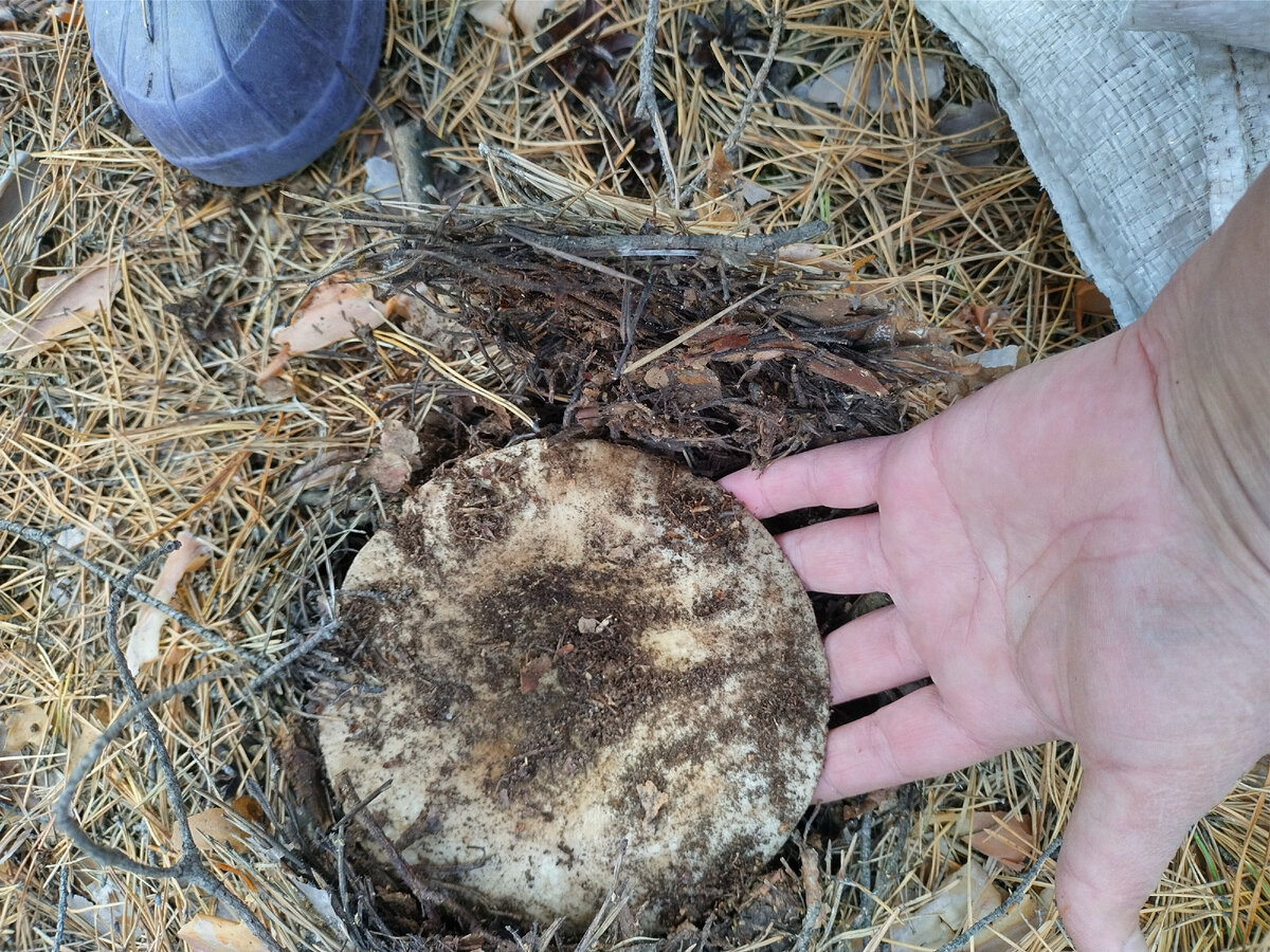 Подгруздок чернеющий. Выдающийся экземпляр!