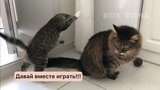 У деревенского кота деревенские игрушки😂