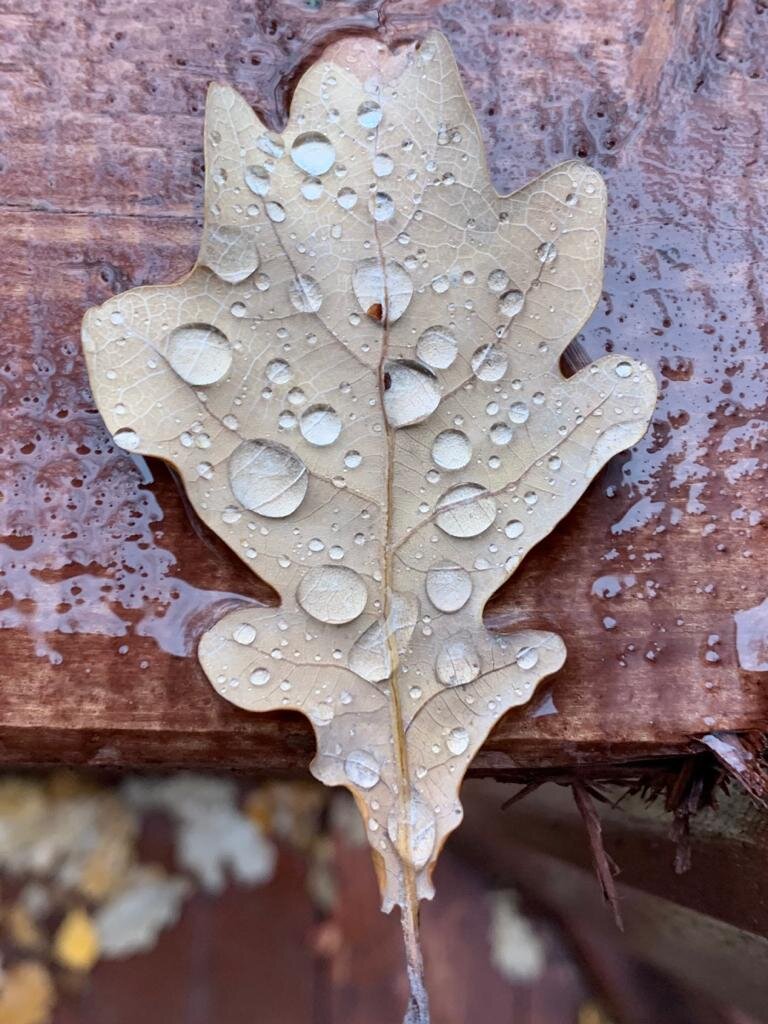 Фото "Слёзы осени". Сделано моим братом