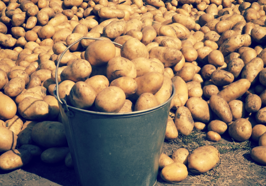 Какой урожай картошки. Крупный картофель. Крупная картошка. Картофель в ведре. Продается картофель.