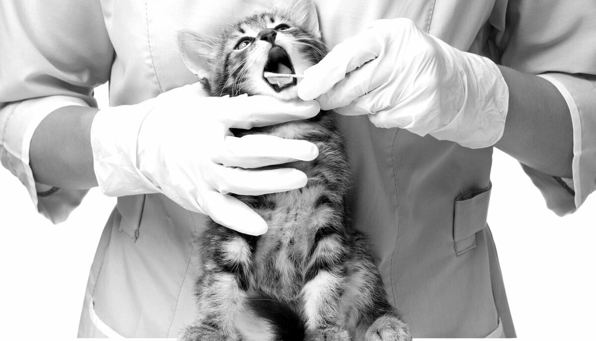Обследование кошек. Ветеринар. Кот у ветеринара. Изучение кошек.