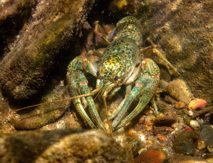 Мраморные раки вторглись в озера и реки