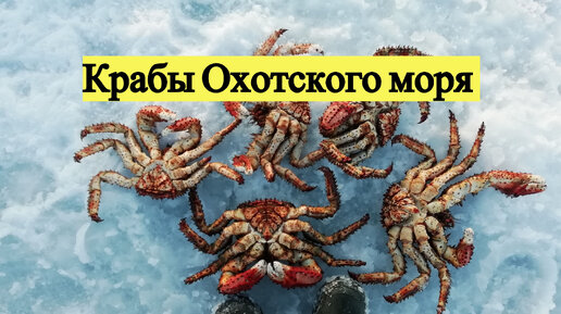 Крабы Охотского моря