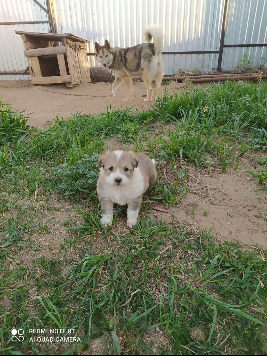 Чапа с мамой