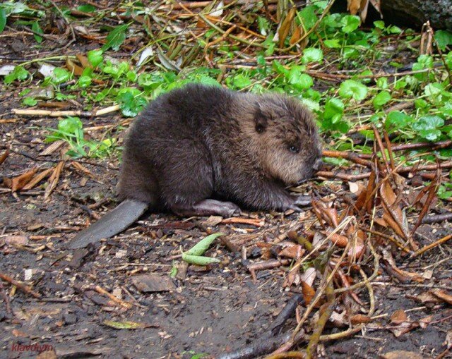 Такой вот понимаешь ли бобрёнок.)