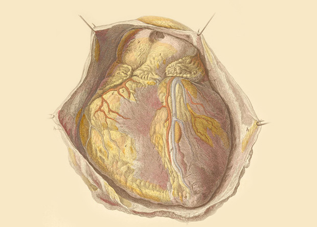 Анатомия сердца
Carl Ernest Bock, Handbuch der Anatomie des Menschen, 1841

