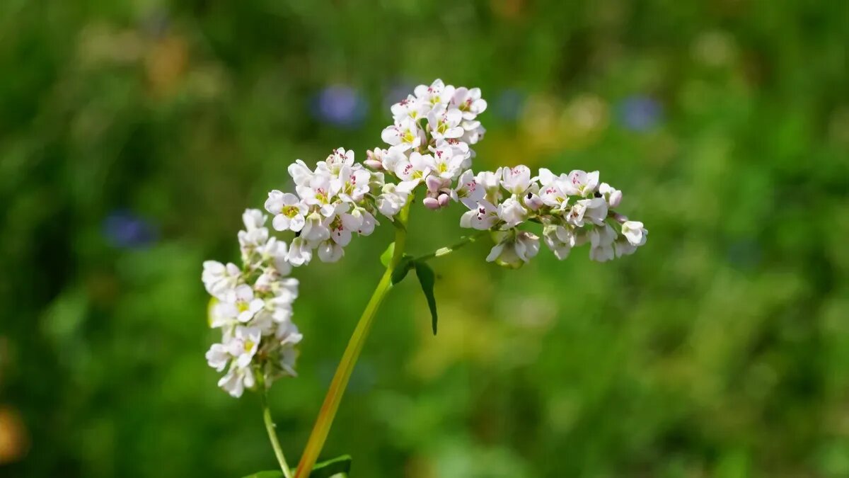 В этот день высаживали гречиху. Фото: pxfuel.com 