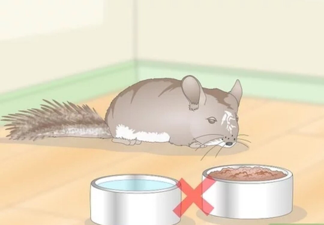 Следите за признаками общего расстройства пищеварения. Больной зверёк может стать меньше есть или полностью отказатся. Животное может стать вялым, перестать двигаться. Она может сгорбиться или вытянуться в попытке облегчить боль