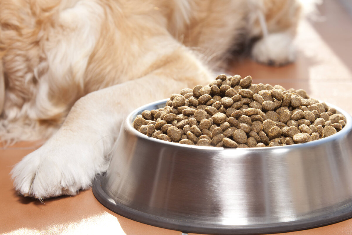 Почему кошка перестала есть сухой корм: что делать? | Pet Fabric | Дзен