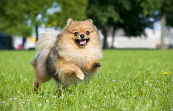 Любимец (фото из открытых источников)