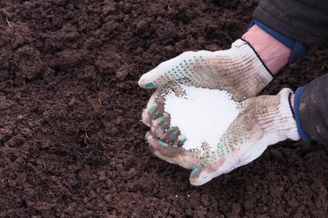    Можно ли использовать нашатырный спирт в качестве подкормки?