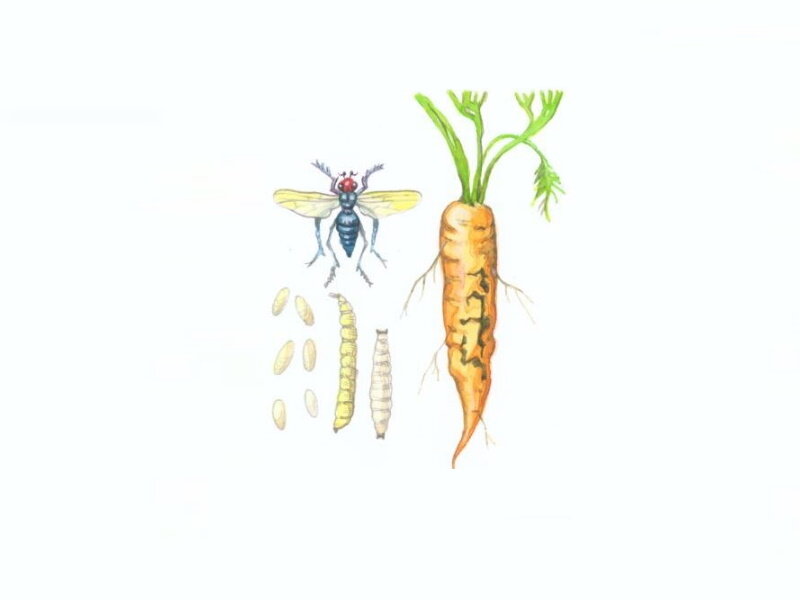 Стадии развития морковной мухи