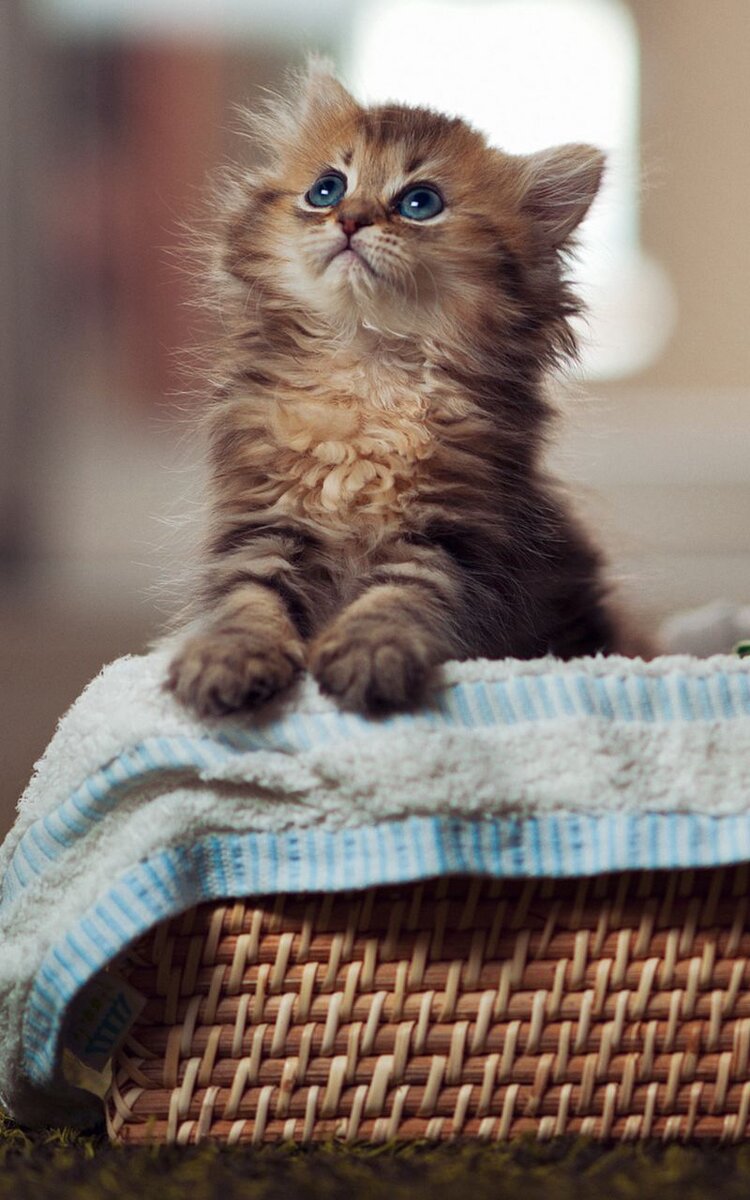 Котёнок Ксюха