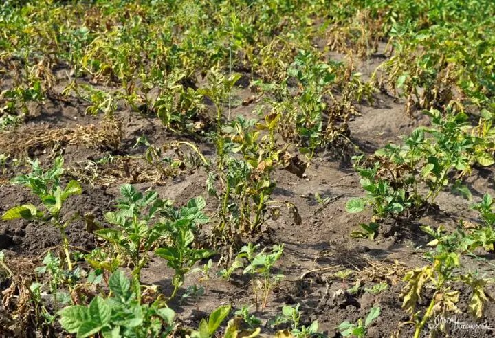 по состоянию листьев определяют готовность урожая к сбору