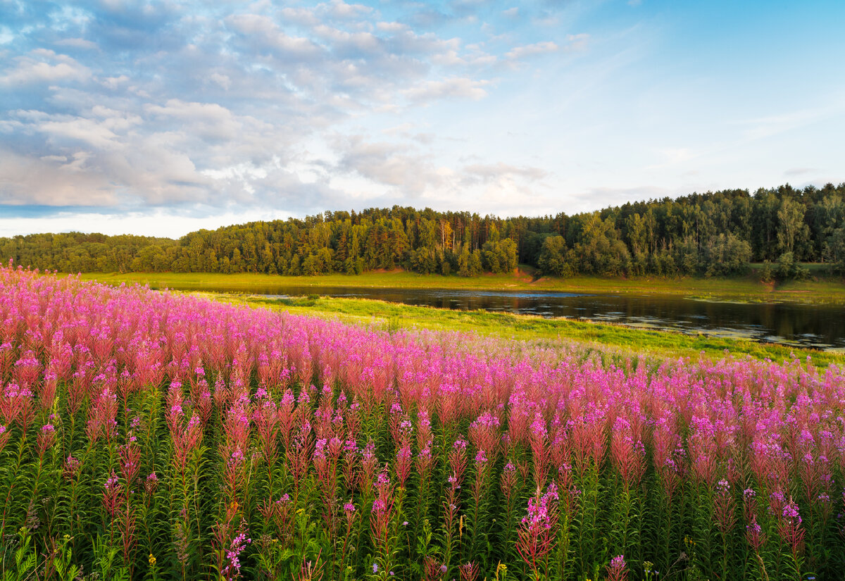 Иван-чай является дикоросом и специально его не культивируют