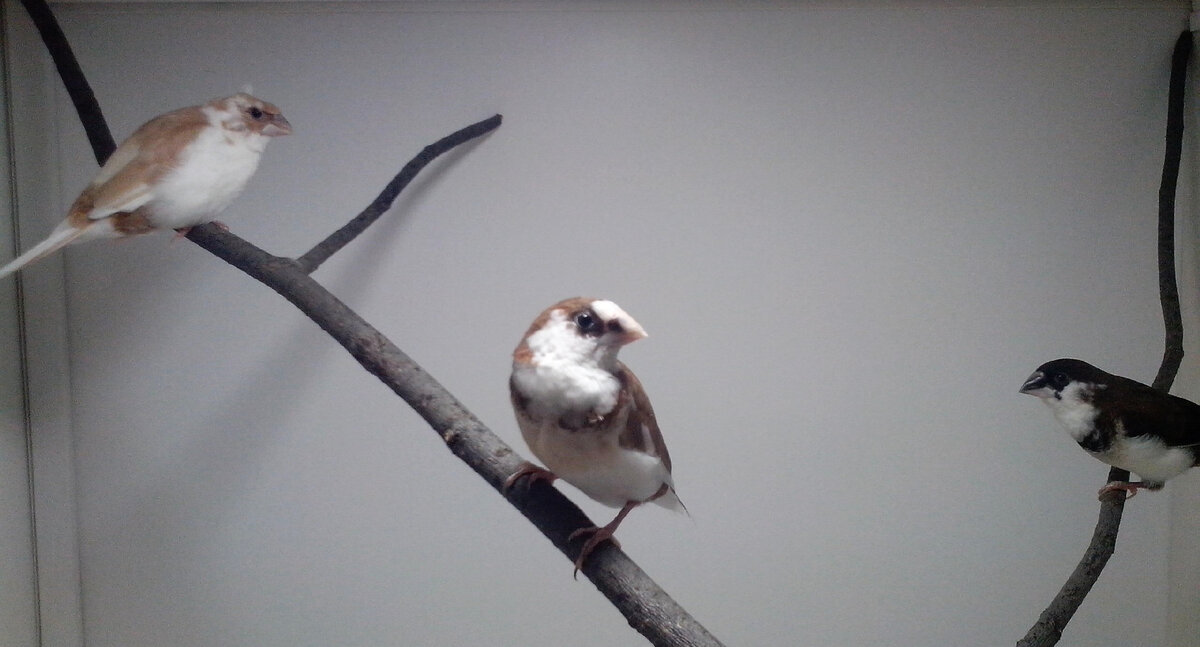 Японские амадины пестрые. Фото из личного архива.