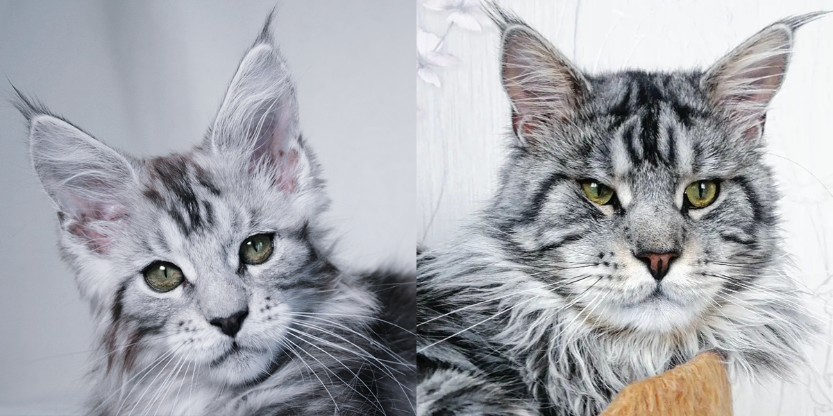 Venom King Size 3 месяца и 1,5 года