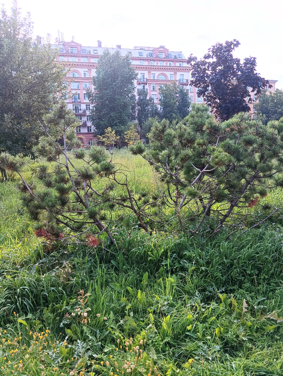 Фото автора. В Ломоносовском саду. Сразу за станцией метро "Ломоносовская".