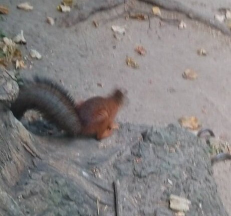 Собачий хвост вы, думаю, чаще видите. А этот мне белка показала сегодня, во время прогулки в Измайлово