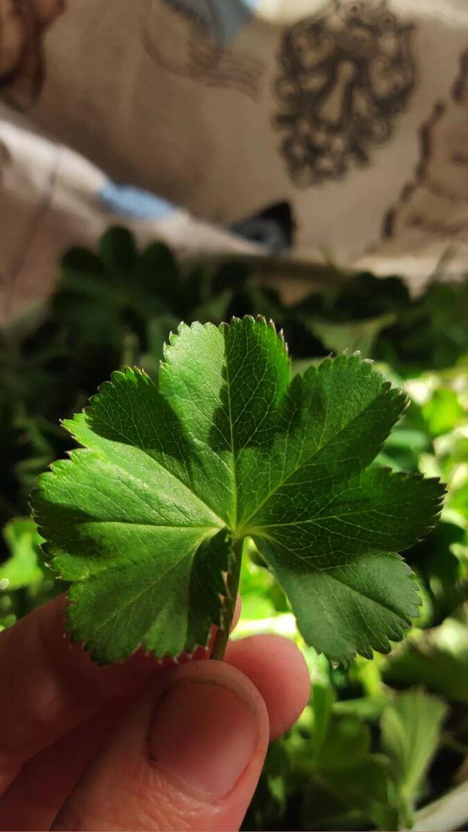 Alchemilla vulgaris