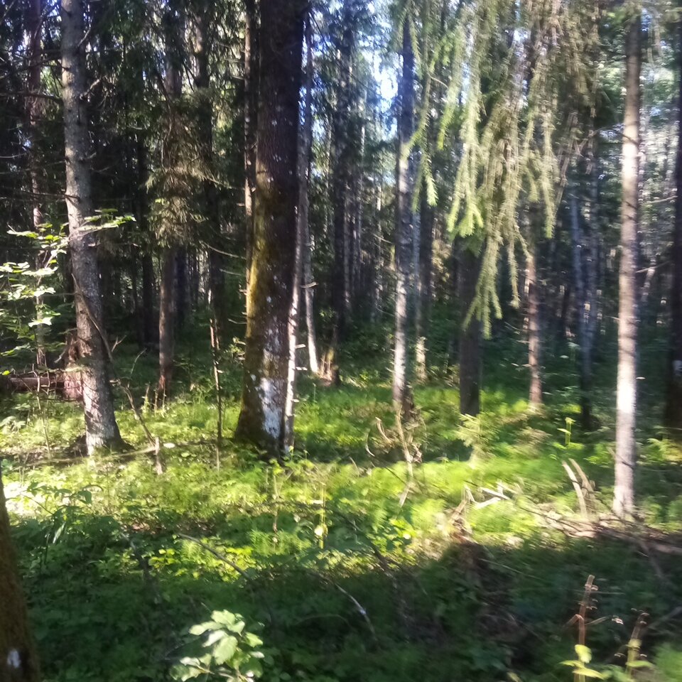 Такой вот лесной пейзаж 