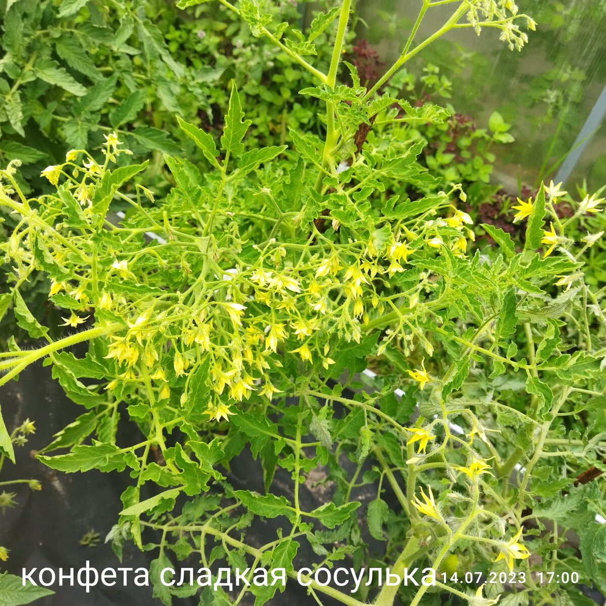 14 июля - цветет залюбуешься