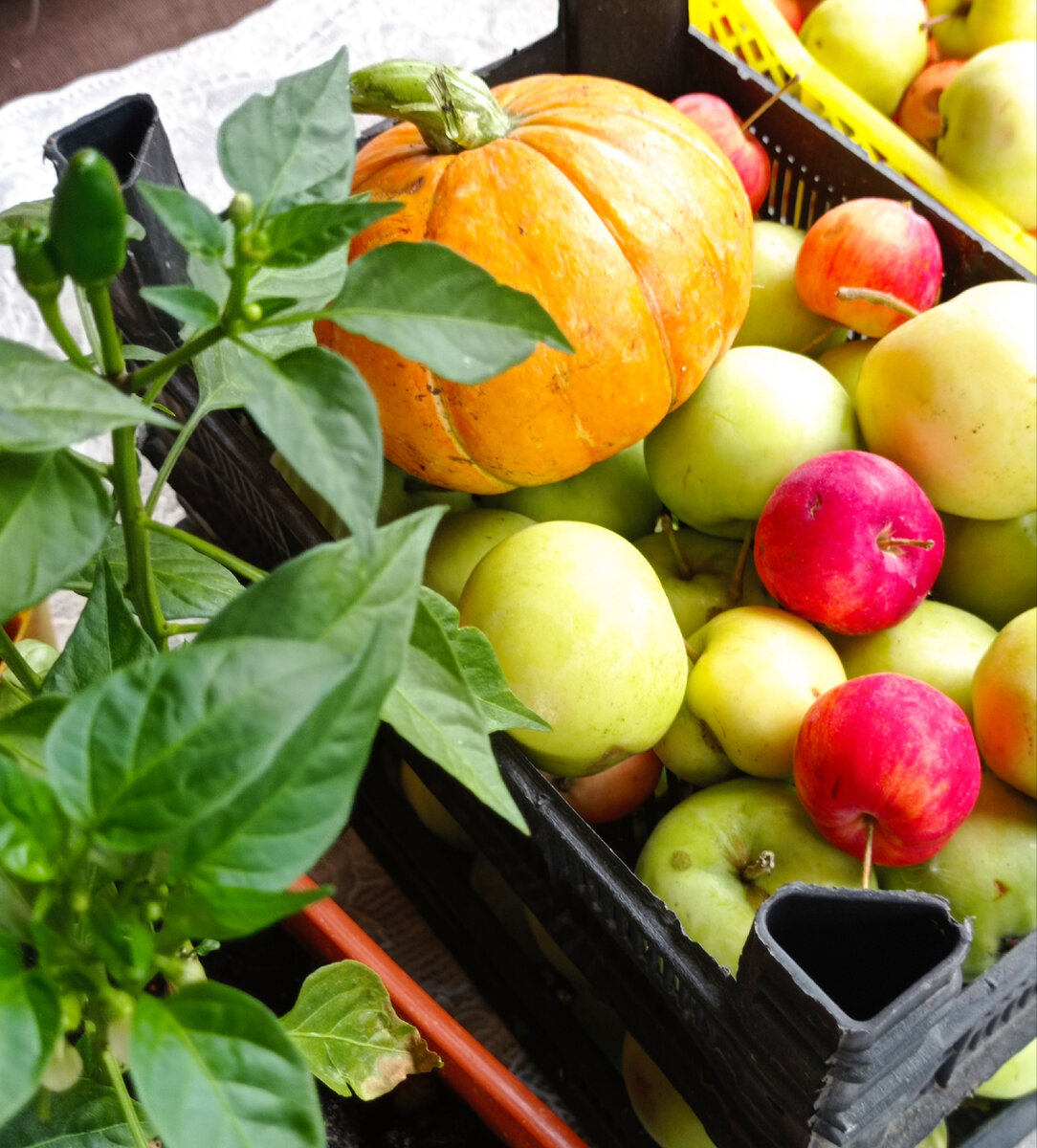 Яблочки наши и сорвала тыковку маленькую для декора.