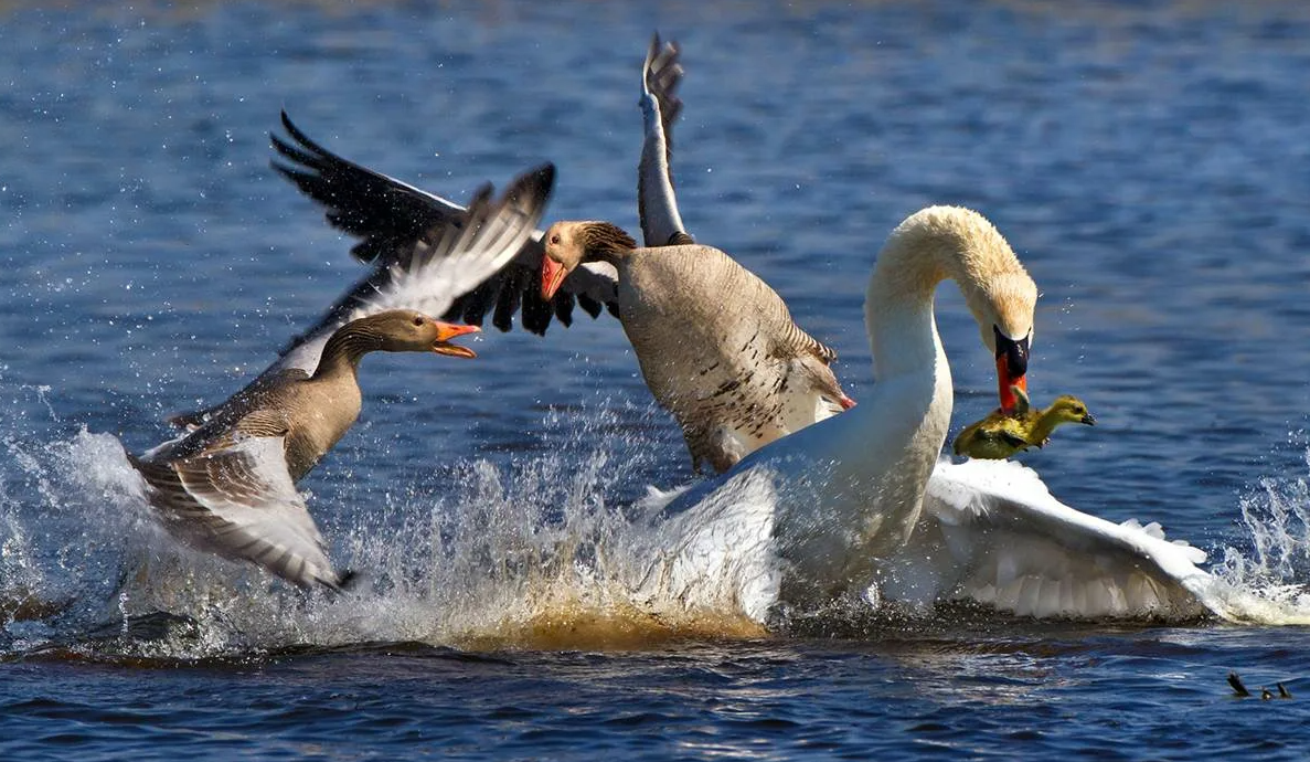 "Высосанная из пальца" безвредность....