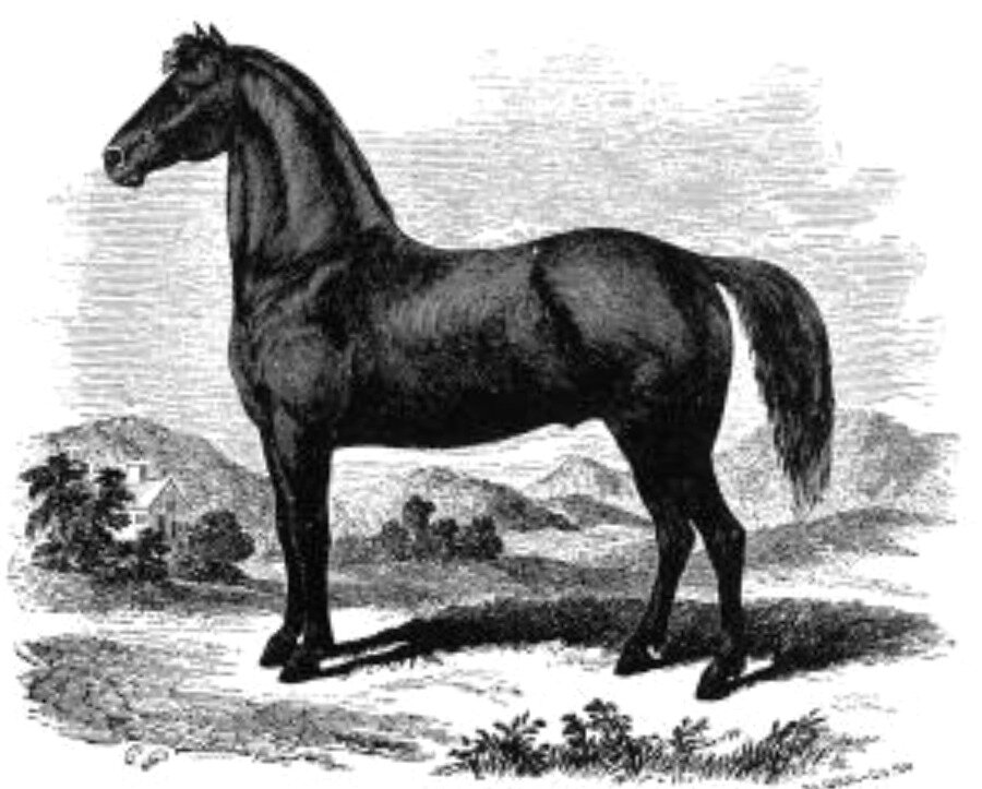 Фото: morganhorse.com
