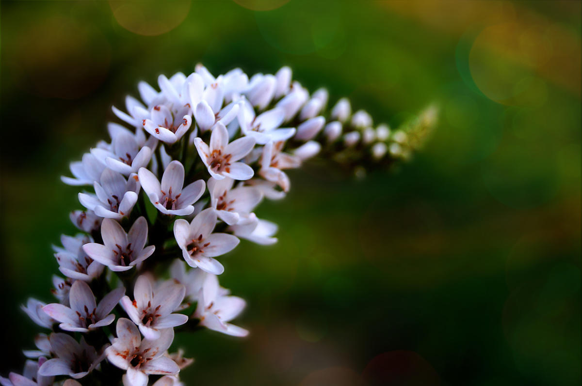 Вербейник Clethroides