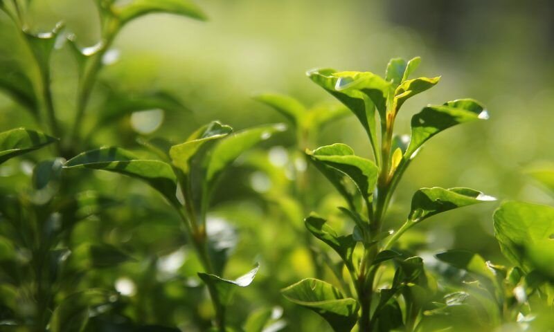   Зеленый чай это восстанавливающий, расслабляющий напиток, который прекрасно подойдет в любой ситуации — работа, спорт, отдых, творчество, все это прекрасно заходит под «зеленый» аккомпанемент.