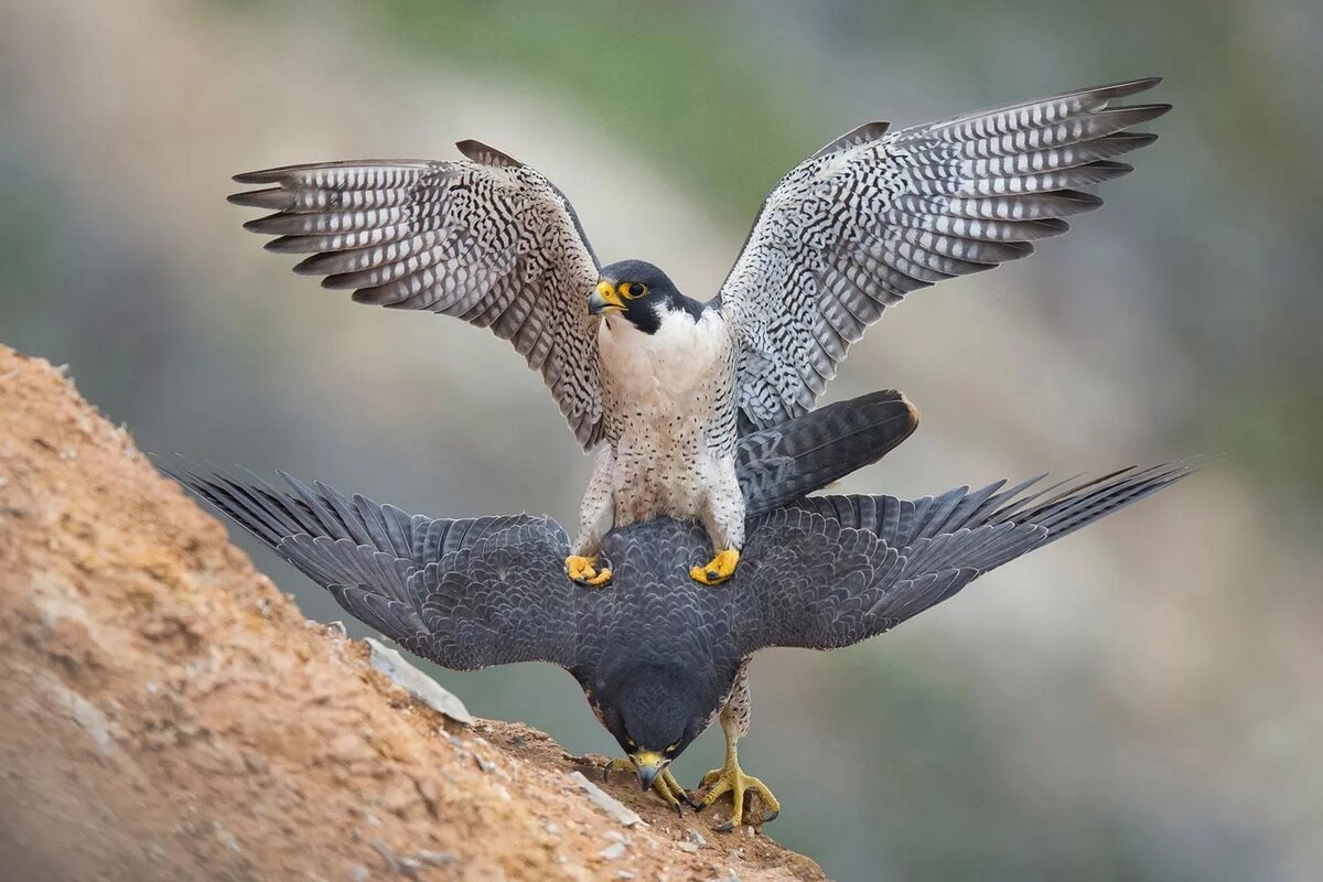 Сапсан птица. Сокол Сапсан. Сапсан Falco peregrinus. Сокол Сапсан в тундре.