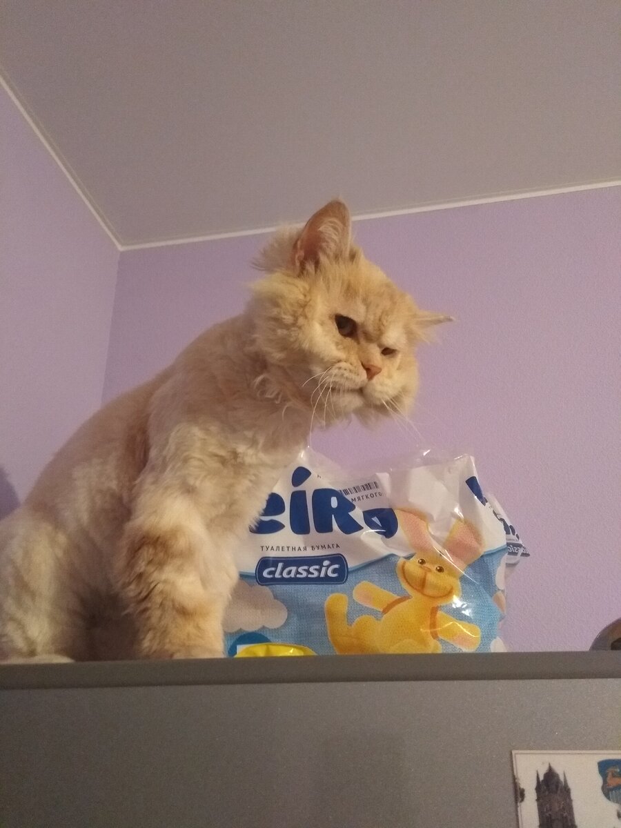 Затаился на холодильнике) 