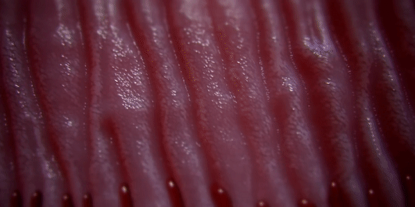 язык мышонка в многократном увеличении