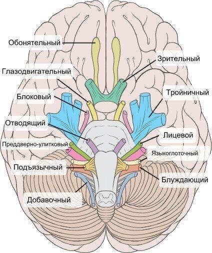 развитие ребенка, книги бесплатно, дети