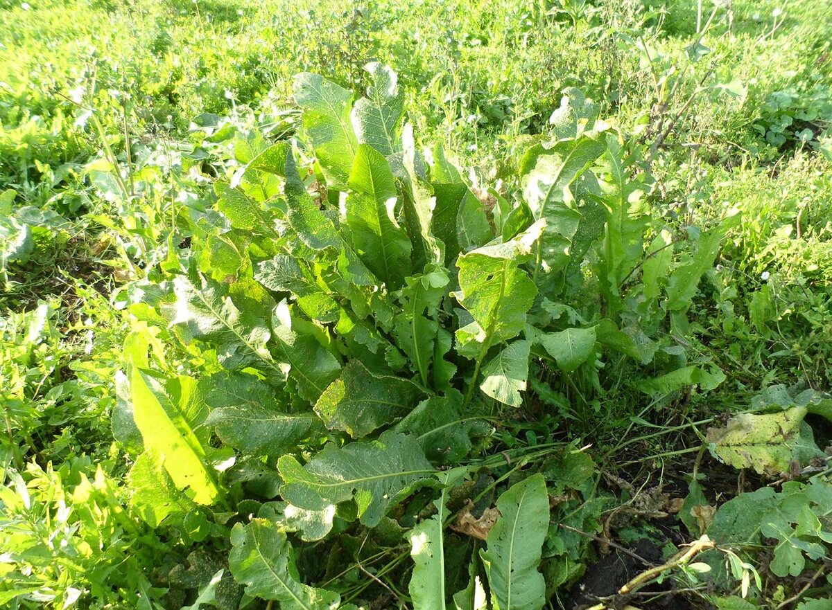 Как выглядят листья хрена. Катран (семейство капустные). Хрby. Хрен (armoracia rusticana gaertn. Хрен.