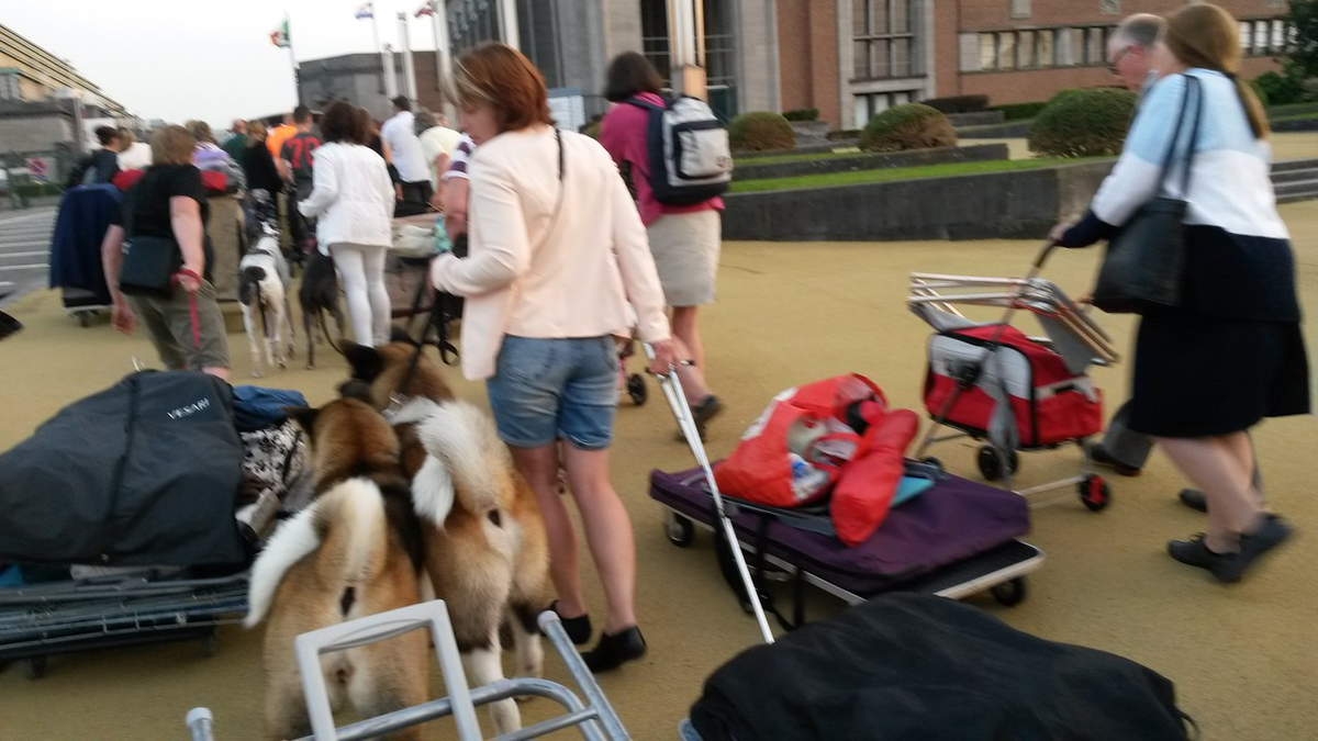 Фото из личного архива.  Евродогшоу, Брюссель 2016.