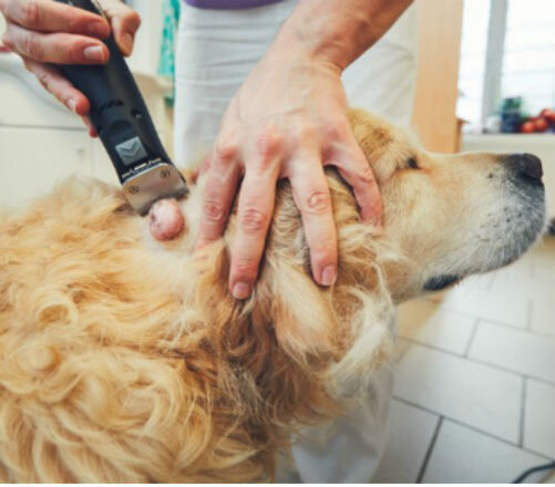 Рак внутренних органов у собак: виды, симптомы, лечение - информация от ветеринаров