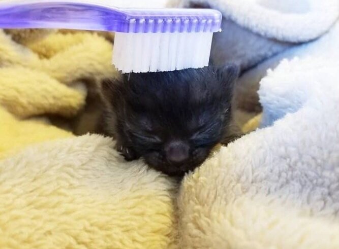 Фото: https://www.instagram.com/thecatlvt/
