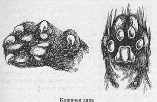 Эскиз передней и задней правых лап кошки. Видно различие в количестве пальцев