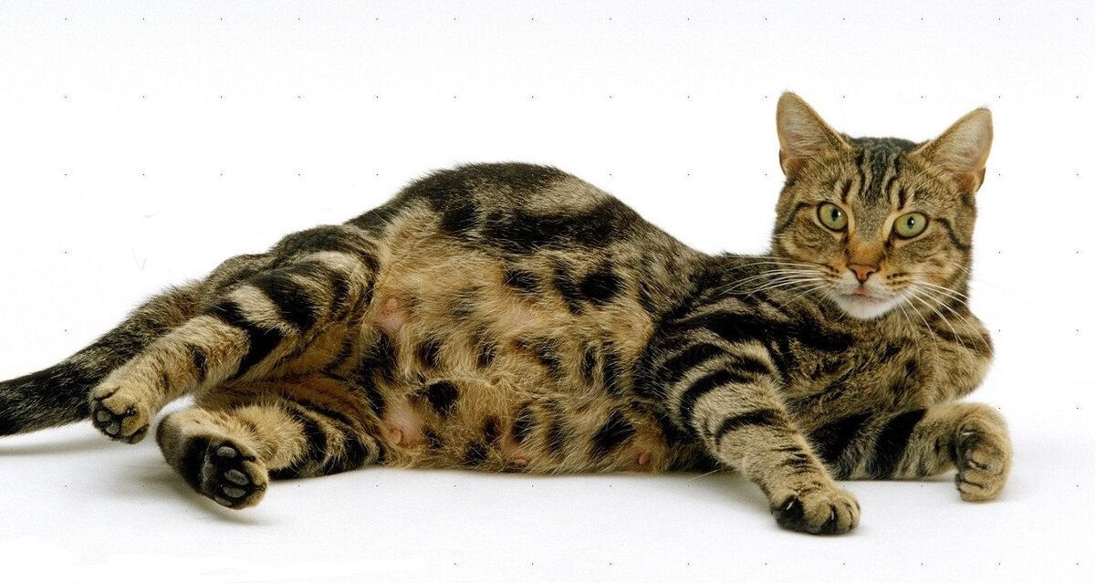 Изображение взято из открытых источников Яндекс. Картинки