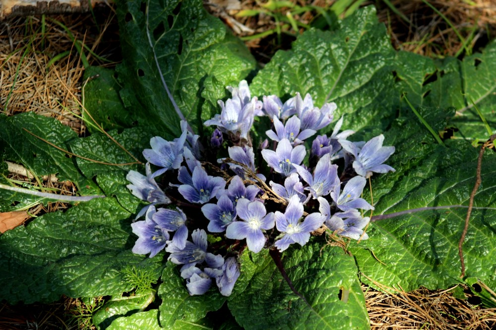 Мандрагора - самый страшый цветок Средиземноморья