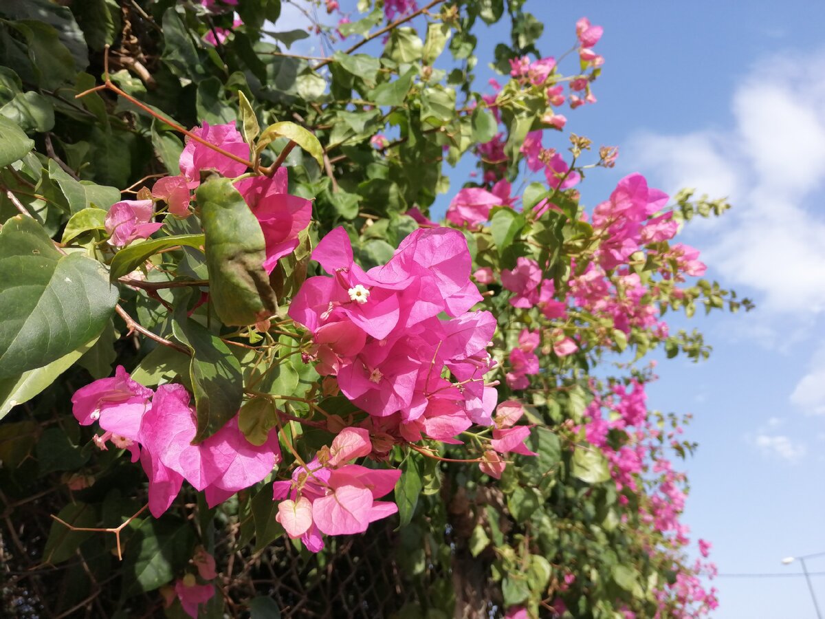 Бугенвиллея на Крите. Фото Света Давыдова